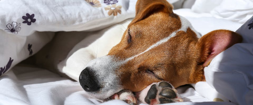Dog territorial online over my bed